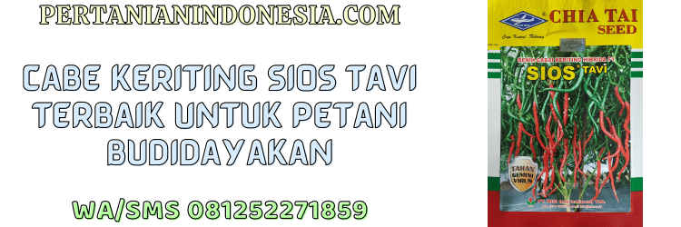 cabe,keriting,sios tavi,f1,sios tavi f1